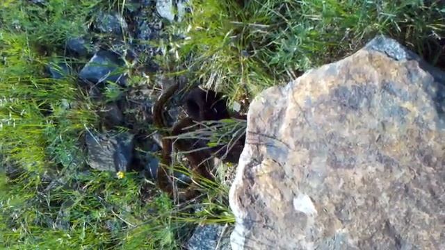 Rattlesnakes смотреть онлайн