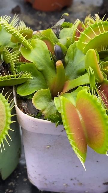 "Wasp VS Carnivorous Plant" I tried to fight! (Venus flytrap edition) Hornet VS Venus Flytrap смотреть онлайн