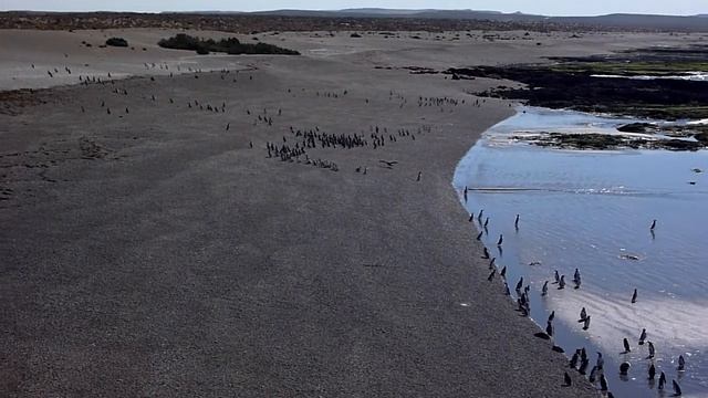 Giant petrel chasing magellanic penguins смотреть онлайн