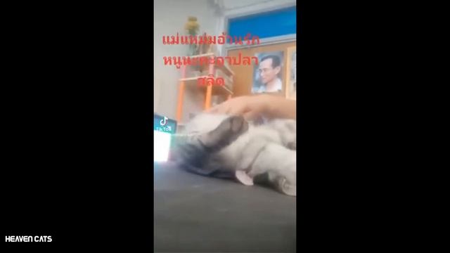 cute cat ask for food | funny and cute cats complation - cute kittens смотреть онлайн