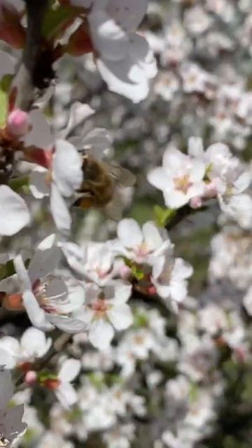 Жужащая весна 2022 смотреть онлайн