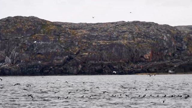 Морские птицы севера смотреть онлайн