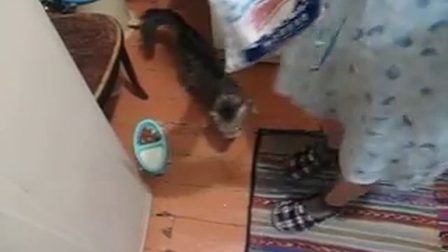 Сима, хочешь молочка? смотреть онлайн