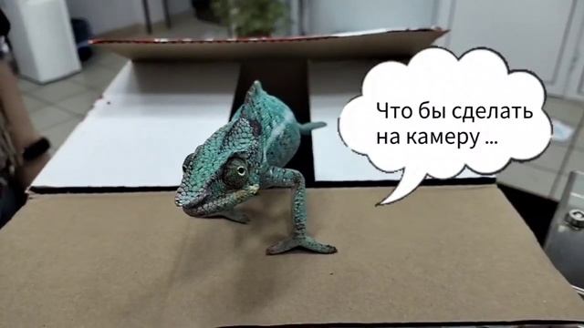 Я умею менять цвет - Хамелеон Зеля 1 годик смотреть онлайн