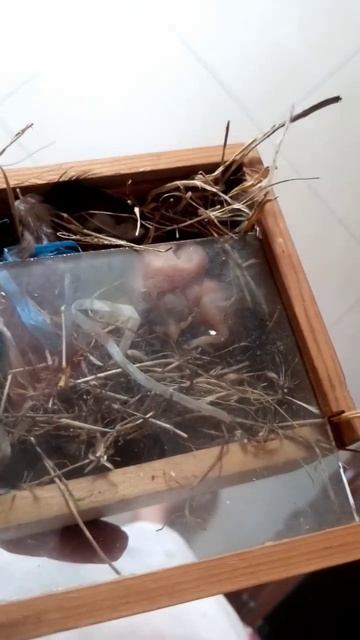 anak burung gereja umur 0 hari #barunetas смотреть онлайн