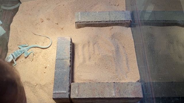 Collared Lizard Nest Boxes смотреть онлайн