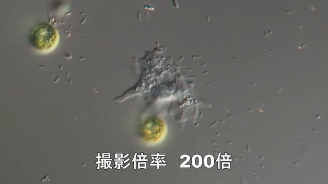 水溜りの微生物の顕微鏡観察 смотреть онлайн
