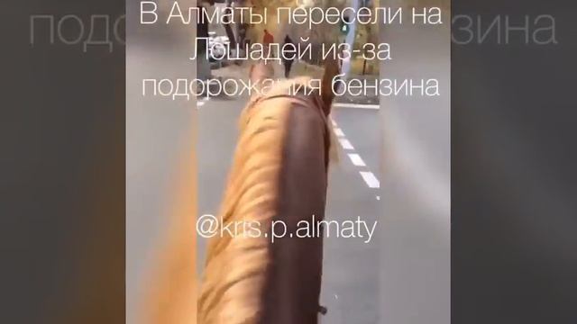 Алматинец добирается до работы на лошади после подорожания бензина смотреть онлайн