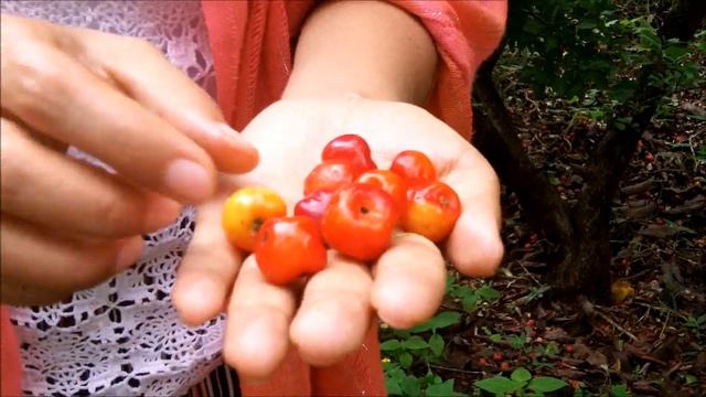Acerola, acerolo, cerecita, manzanita, semeruco, Malpighia emarginata смотреть онлайн