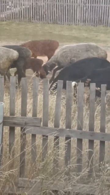 Стадо баранов🐑 #reels #sorts #семейныйканал #куры #рекомендации #огород #баранина #баран #подпишись смотреть онлайн