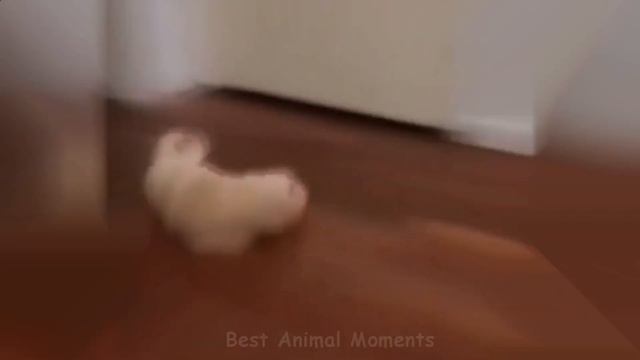 Самые смешные коты и собаки. Подборка смешных кошек и котят для хорошего настроения смотреть онлайн