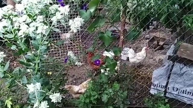 яйценоскость птицы 🐔🥚⛈️дождливый летний день ☔ смотреть онлайн
