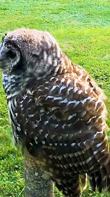 The Real Estate Bird…wHY? смотреть онлайн