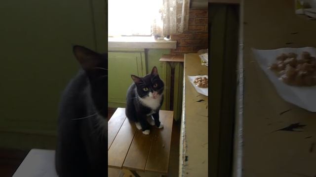 завтрак кота смотреть онлайн