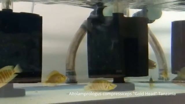 Altolamprologus "Gold Head" Танзания, дикари смотреть онлайн