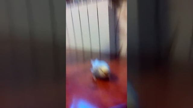 Первый выход из клетки попугая. смотреть онлайн