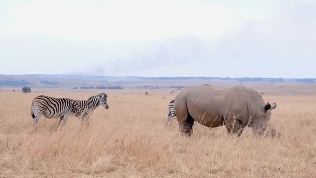 лучший расслабляющий природа смотреть онлайн