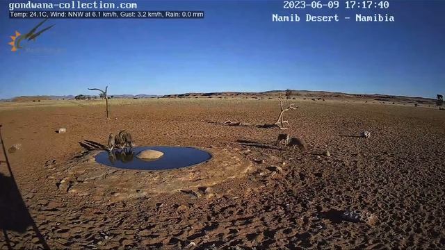 Bat eared foxes disturb black-backed jackals смотреть онлайн