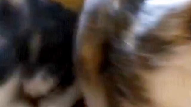 100 КОТЯТ взял домой в коробке смотреть онлайн