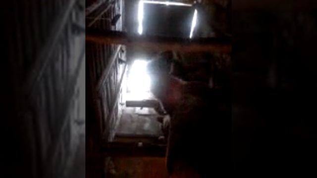 Айгыр смотреть онлайн