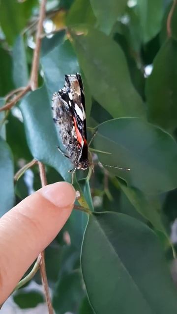 бабочка смотреть онлайн