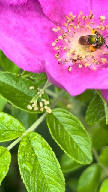 Bees fighting on a rose petal смотреть онлайн