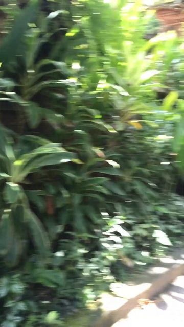 Ubud Palace #bali #ibudbali #travel #indonesia #убуд #кoролевскийдворецубуд #достопримечательность смотреть онлайн