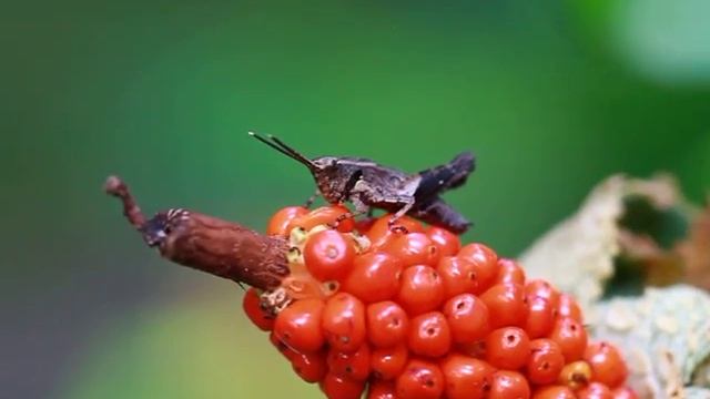 クワズイモを食べるオキナワモリバッタ смотреть онлайн