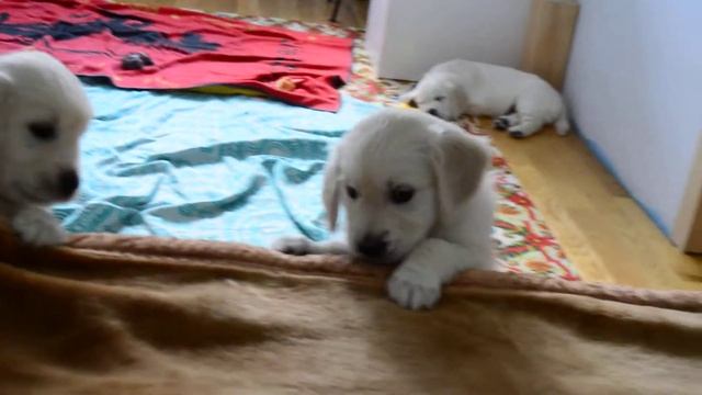 Мишн импоссибл, малышня пытается достать дичь на диване)) смотреть онлайн