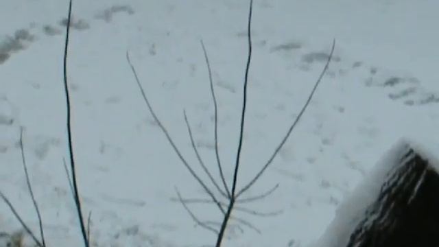 Птичка улетела.MOV смотреть онлайн
