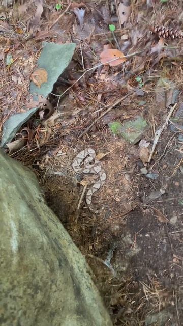 A nice looking small copperhead flipped under a rock. Agkistrodon contortrix; Venomous #snake смотреть онлайн