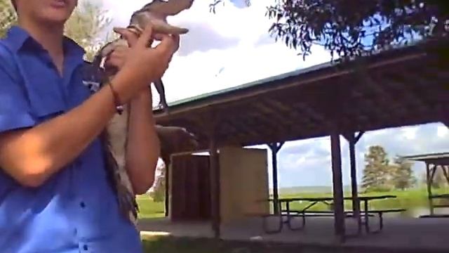 Baby Alligator! смотреть онлайн