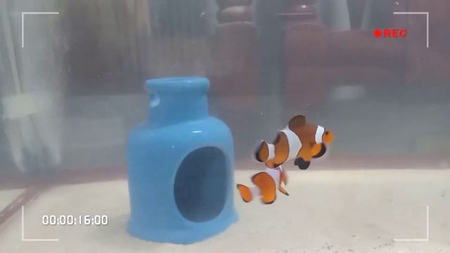 Clownfish (Nemo & Marlin) смотреть онлайн