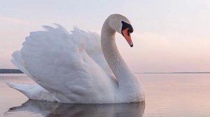 Евгений Мартынов. "Лебединая верность". #михаилрадищев