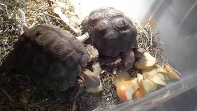 SuchozemskeZelvy.cz - Centrochelys sulcata - Young смотреть онлайн