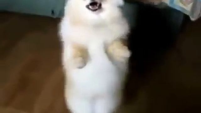 Собака танцор смотреть онлайн