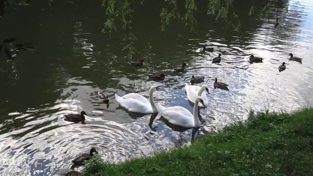 Прогулка в Царицыно 01.09.2012 смотреть онлайн