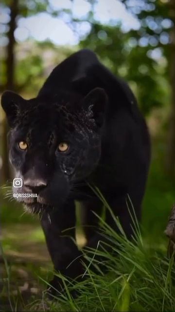 King of wildness #wildlifephotography wildlife #wildanimal #wildlife #explorepage #foryou #natgeo смотреть онлайн