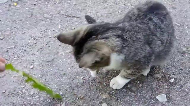 Ласковая кошечка смотреть онлайн