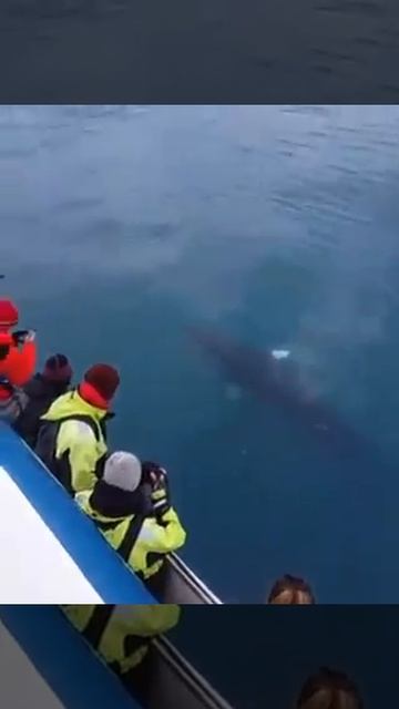 The most curious Minke Whale смотреть онлайн