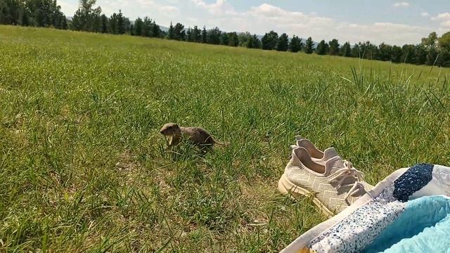 Суслики на о.Татышев 27.06.2024 смотреть онлайн