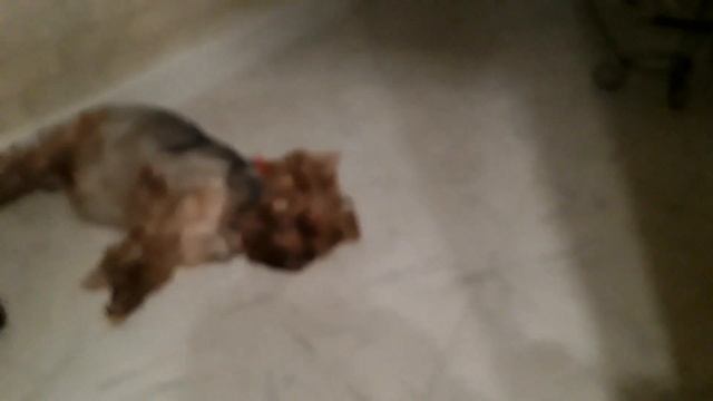 Ночью выгла в прихожку,а тут вон как всегда.😊😍 смотреть онлайн