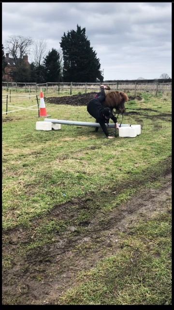 It’s not over yet!♥️ #shortvideo #equestrian #pumpkin #horse #horselover #horseriding #shetlandpony смотреть онлайн