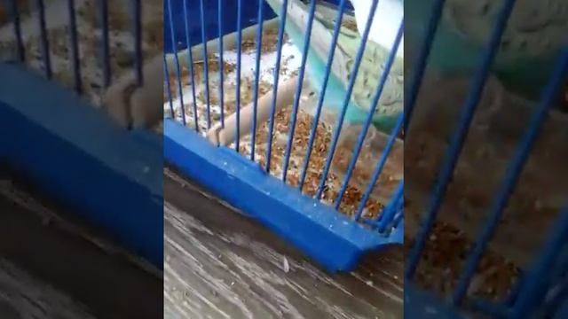 Продолжается линька смотреть онлайн