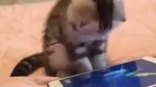 Кот бешенства смотреть онлайн