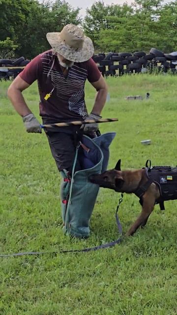 Police dog training. Malinois attack. #REXZONE Odessa, Ukraine смотреть онлайн