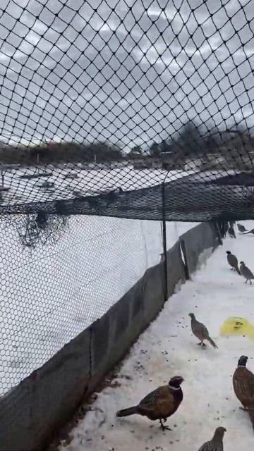 Pheasant farm смотреть онлайн