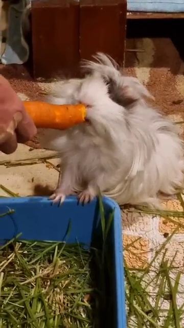 DELICIUOS CARROT! смотреть онлайн