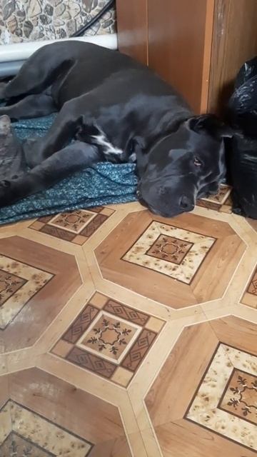 Кане корсо 5,5 месяцев смотреть онлайн