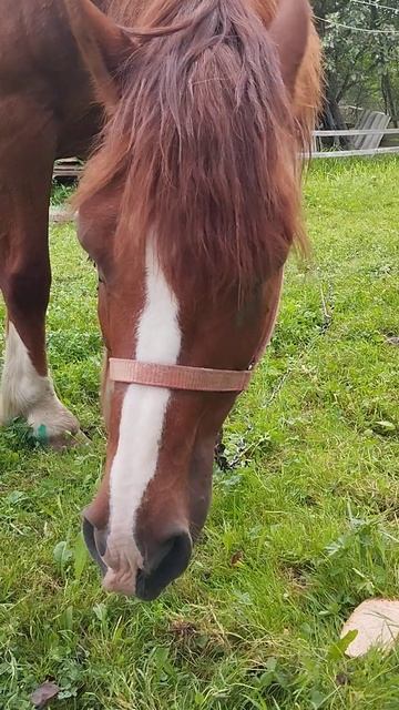 🐎 смотреть онлайн